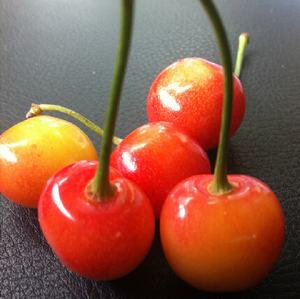 黄樱珠水晶大樱桃