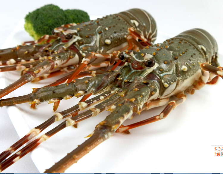 本港小青龙虾 波纹龙虾 青壳仔