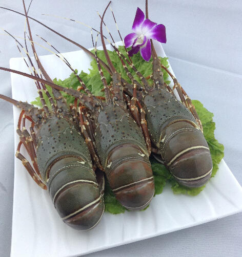 本港小青龙虾 波纹龙虾 青壳仔