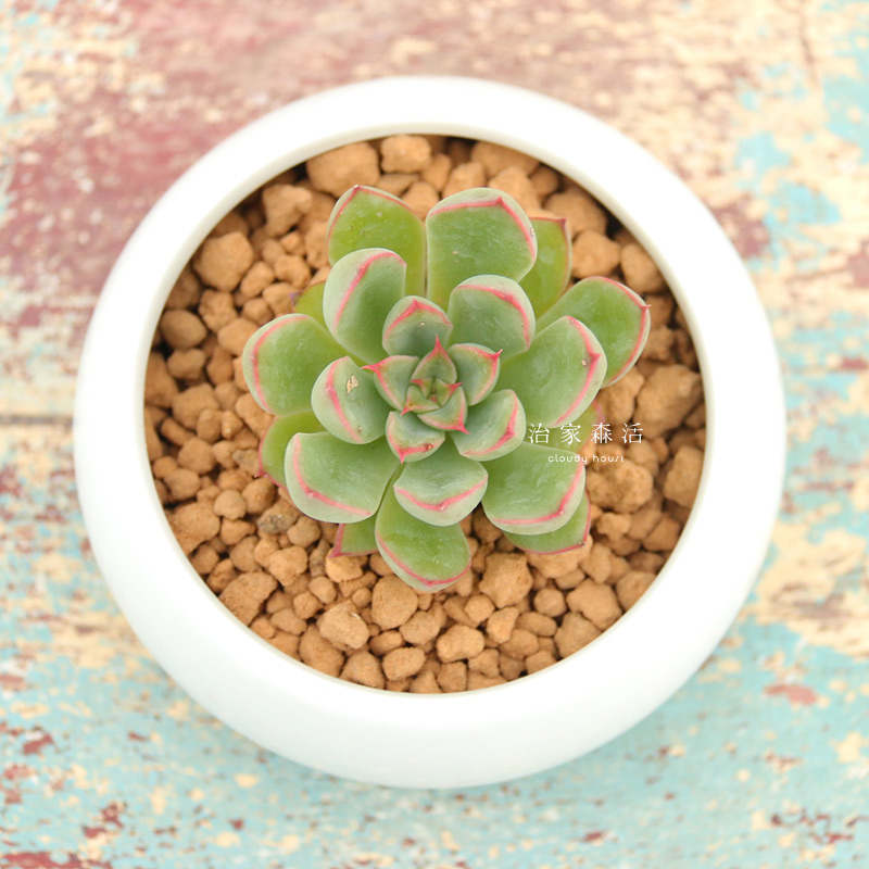 多肉植物拇指花盆/清新圆弧白花盆(请注意尺寸,慎拍)g15