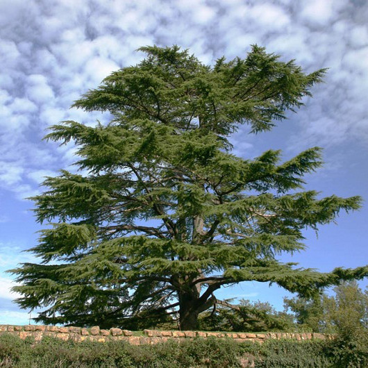 大西洋雪松精油摩洛哥坚毅踏实入睡油性肌肤痘痘护发呼吸顺畅