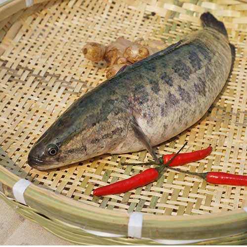 黑鱼- 一番选生鲜