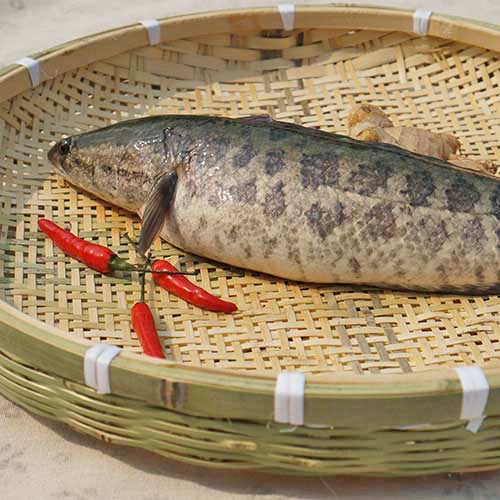 黑鱼- 一番选生鲜