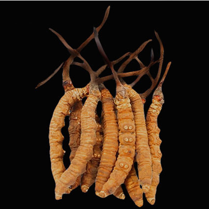 【那曲比如】冬虫夏草1600条/斤