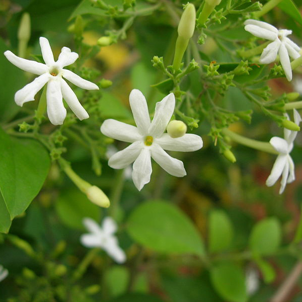 摩洛哥大花茉莉原精 