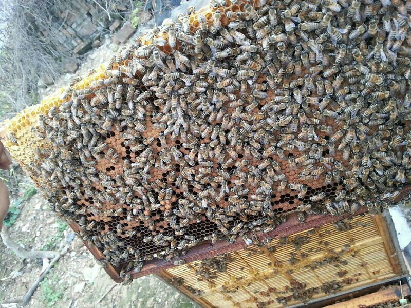 『胡氏蜂坊』180405