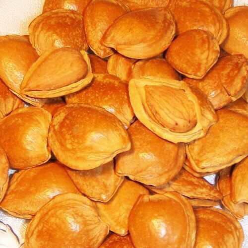 新疆小黄杏净果8斤杏中极品核也能吃特别香浓