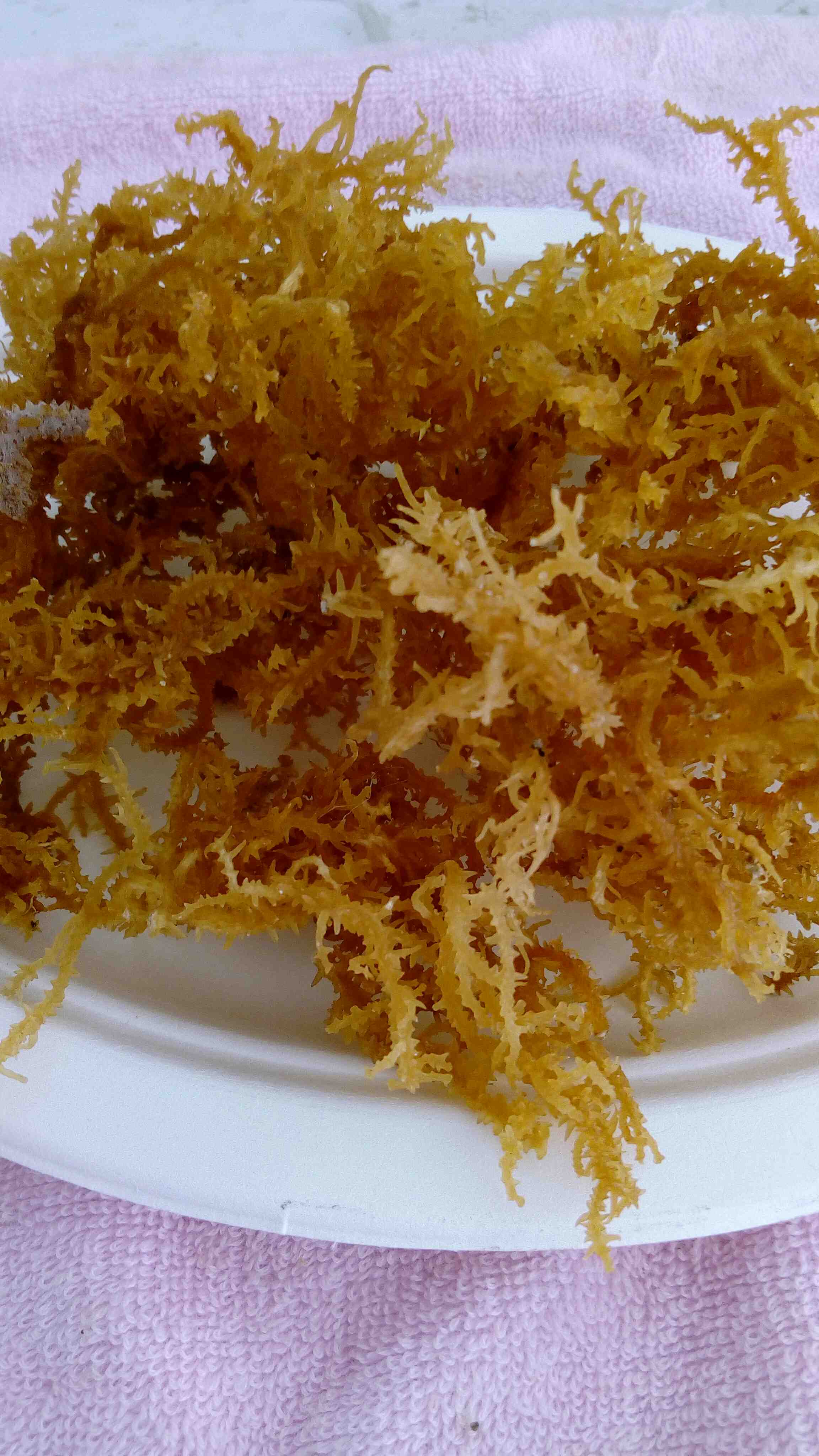 商品详情 麒麟菜与人们经常食用的海洋植物海带,裙带菜,紫菜的营养