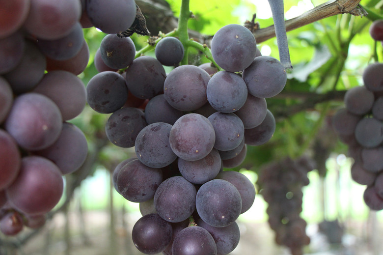 普洛德原生态 紫甜葡萄