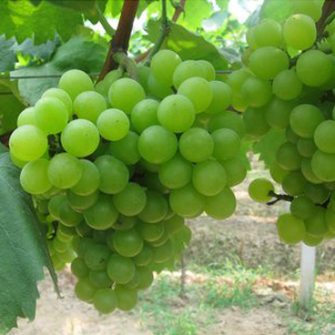 【中信佳康】青香葡萄19.8/斤