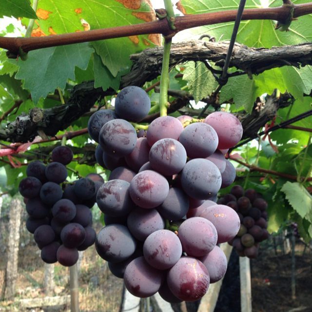 象环特级无公害大棚巨峰葡萄礼盒装