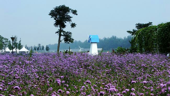 北京香草世界薰衣草庄园香草或蔬菜采摘套票
