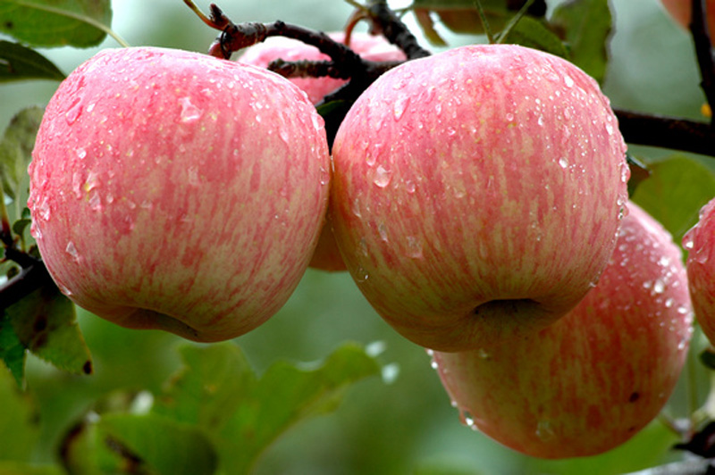 脆甜多汁 栖霞富士牛顿苹果 2 个/ 份 - 水果日记