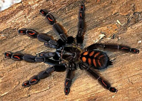 委内瑞拉太多虎捕鸟蛛