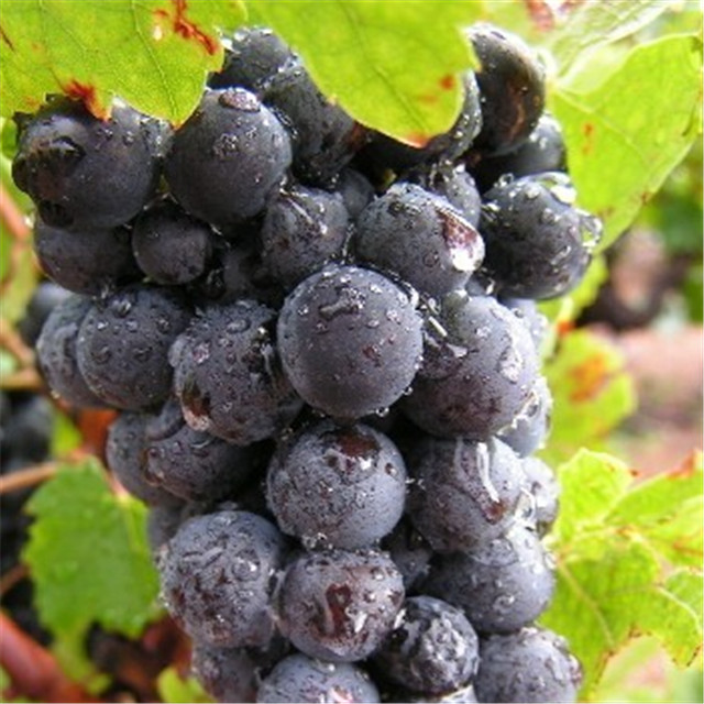 新鲜巨峰葡萄