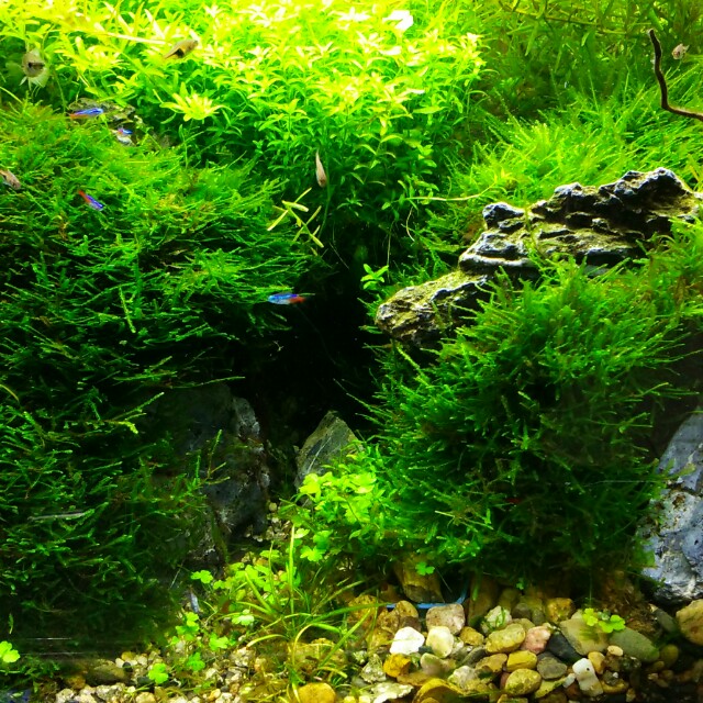 亚马逊水景