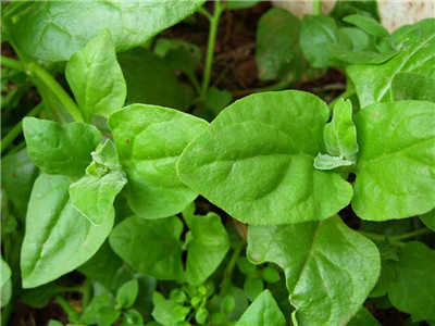 番杏;无病虫害野生植物
