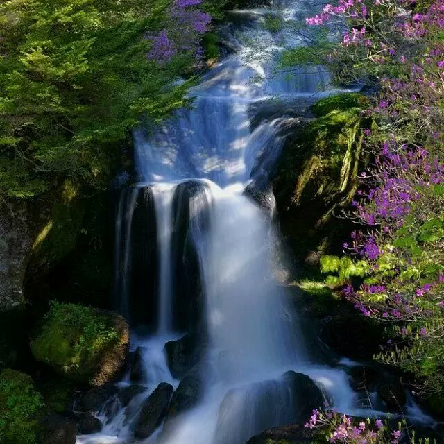 【龙润茶】茗粹(熟茶)357g 普洱茶饼