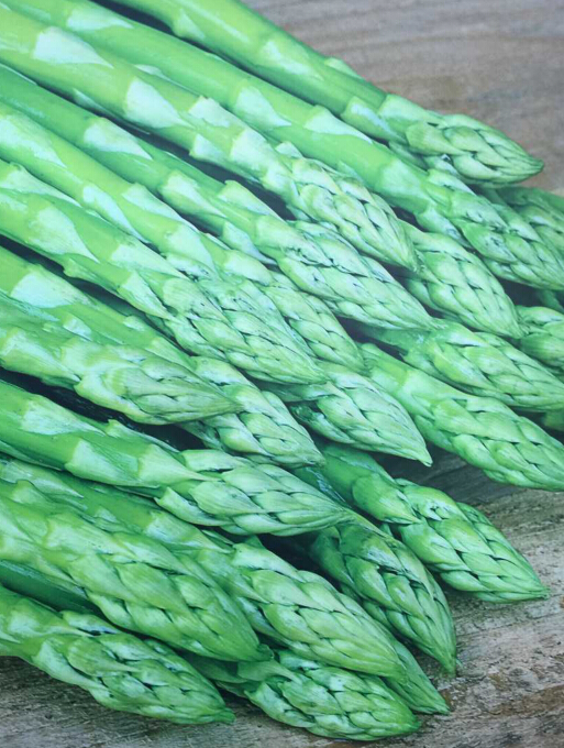 优晒 络芙特 进口芦笋种子 纤维少 质地嫩 出口理想根茎蔬菜454g