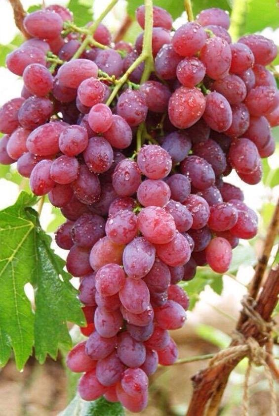 进口美国大红提