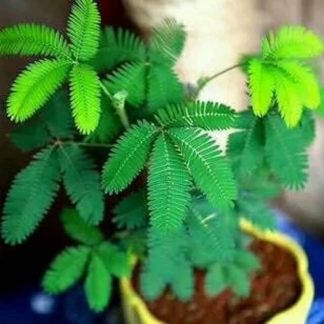 汉味黑鸭真空锁鲜袋:香辣鸭头