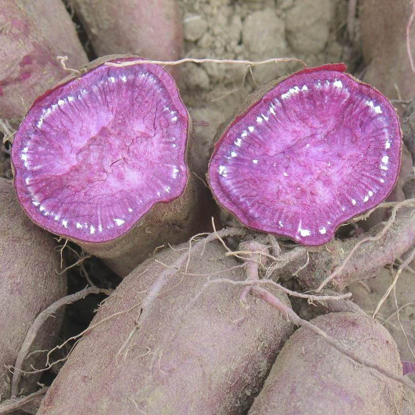 紫薯6元一斤粉甜