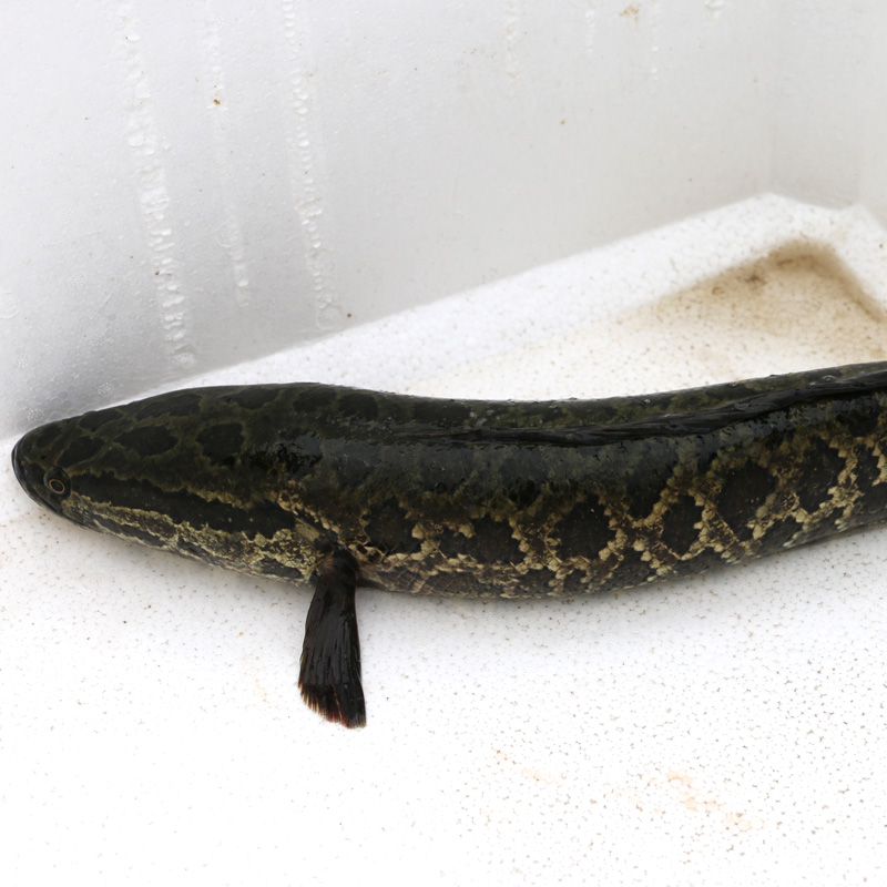 密云水库黑鱼 刺少 新鲜打捞 送调料包1000g