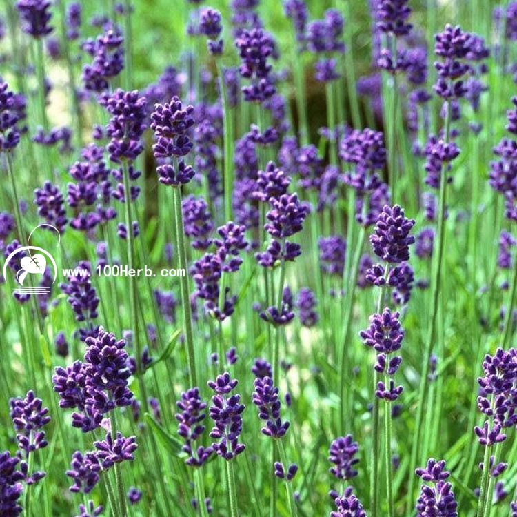 法国薰衣草种子批发 狭叶薰衣草 芳香药草 香水草