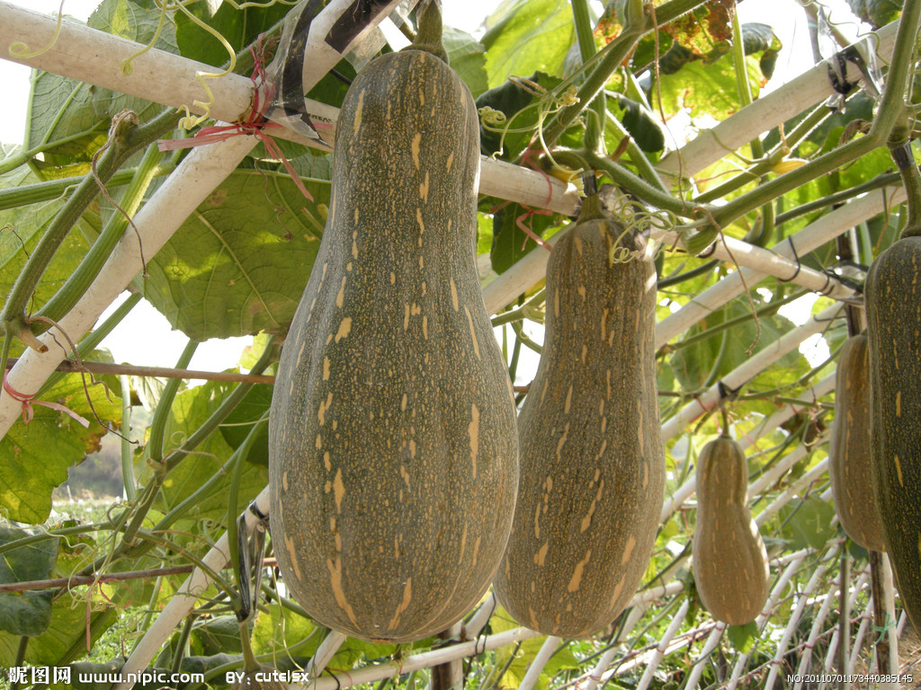 青南瓜(约20000克)