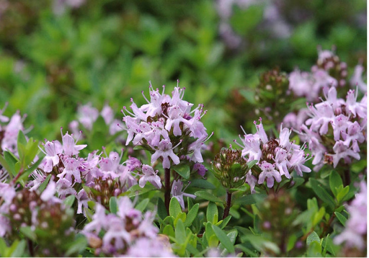 芳香假日 | 沉香醇百里香 单方精油