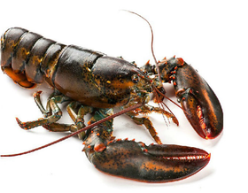 空运进口波士顿鲜活龙虾 2.5斤一只
