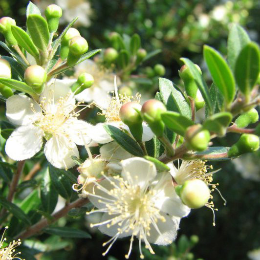 绿香桃木 桃金娘精油 - 进口 摩洛哥产