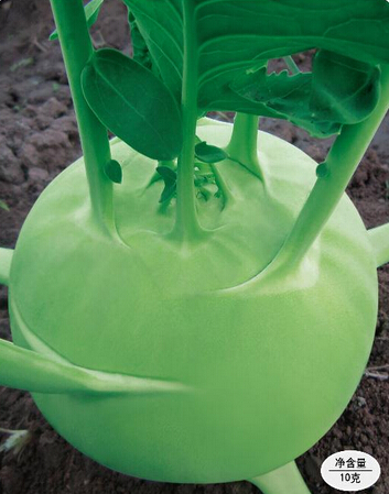 青苤3号 苤蓝种子 早熟 杂交 甘蓝种子 芥菜 农科院蔬菜种子10g