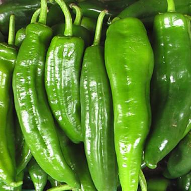大青椒