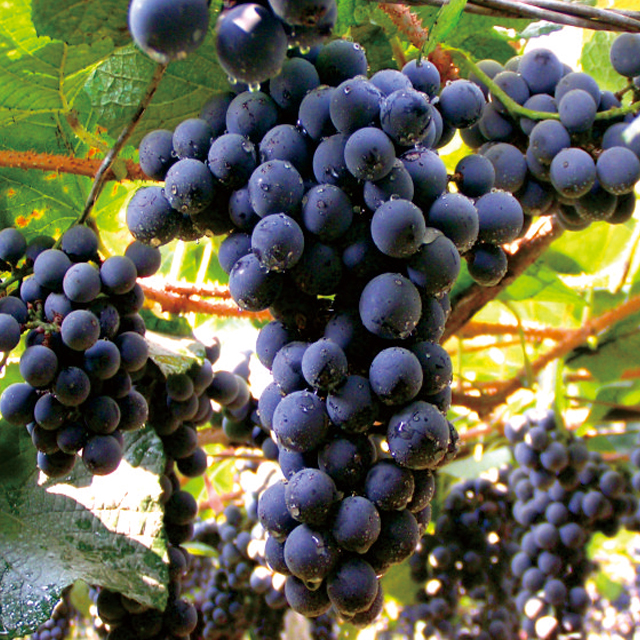 产家放价!湖南特产湘珍珠葡萄水果1.5斤仅需10元,需上门自提喔!