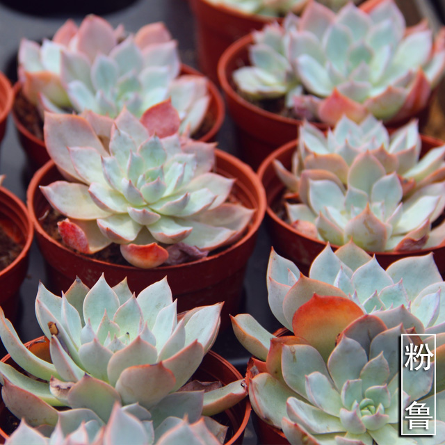 临溪进口多肉【粉鲁】带盆土发~品相优~日晒变红!