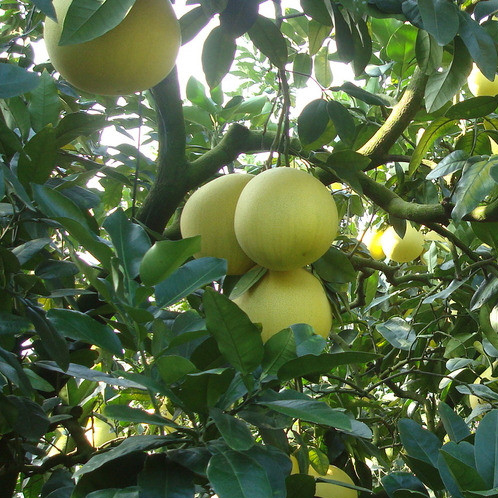 『精品水果』琯溪蜜柚500g
