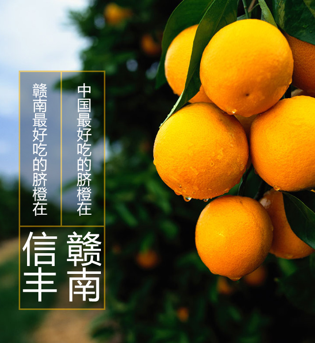 赣南信丰脐橙预售(11月15号左右正式发货),自家果园,当天采摘,当天