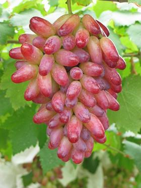 美人指葡萄 2斤装