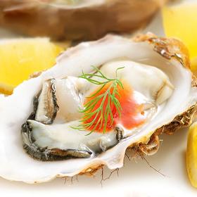 冰岛进口半壳生蚝 5只装