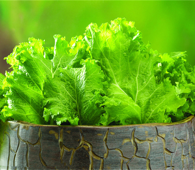 八五三农场"鲜食蔬菜套餐"(订购时间:即日起-9月18日下午17:00)