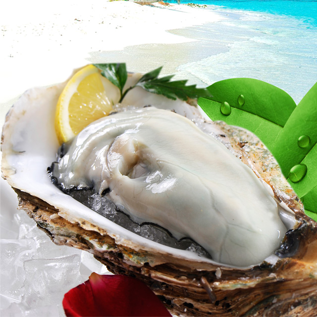 【食材知味】澳洲珍珠蚝(小号)12只(时令产品需要购买请联系客服)