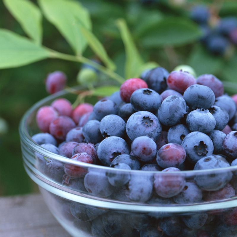 蓝莓20元/盒