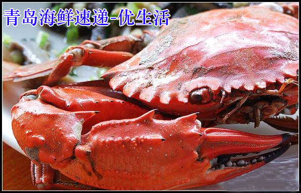 青岛名吃纯野生石甲红海捕大螃蟹新鲜直供