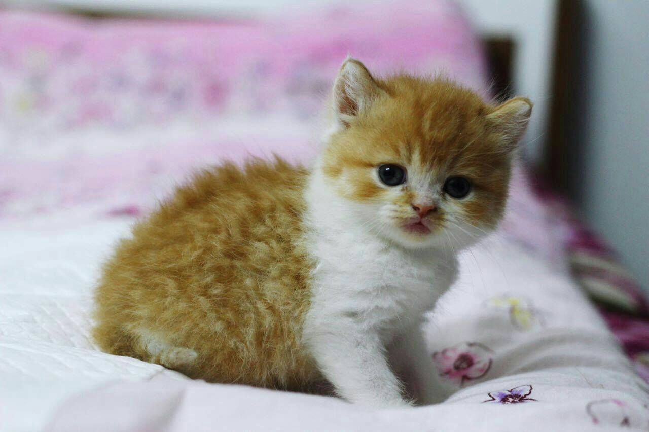 红白双色英短dd