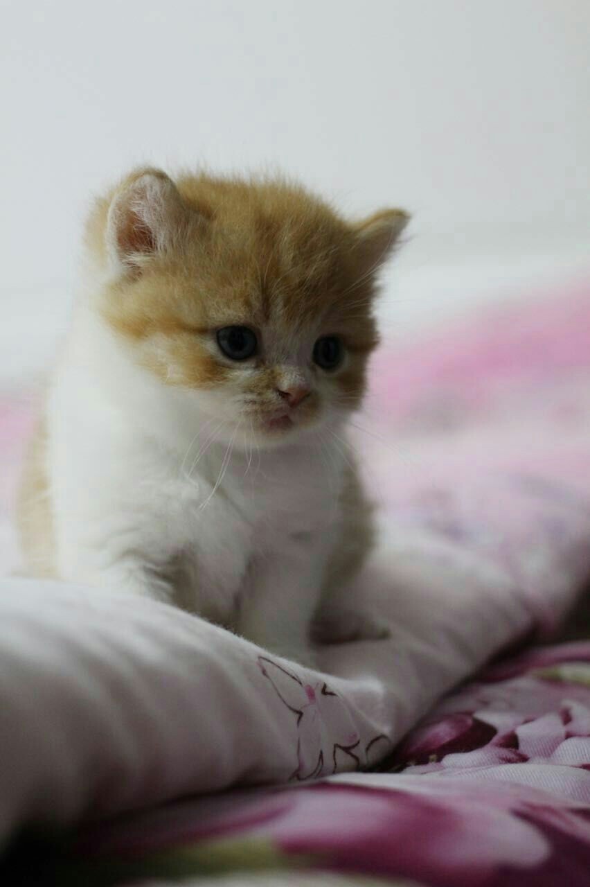 红白双色英短dd