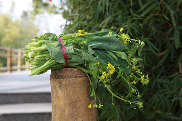野葛菜 4.5元/斤