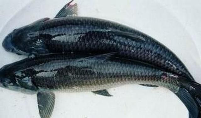 螺丝青 - 王婆酸汤鱼