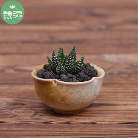 多肉植物鹰爪十二卷 芦荟条纹喜阴肉肉植物 办公室桌面绿植小盆景