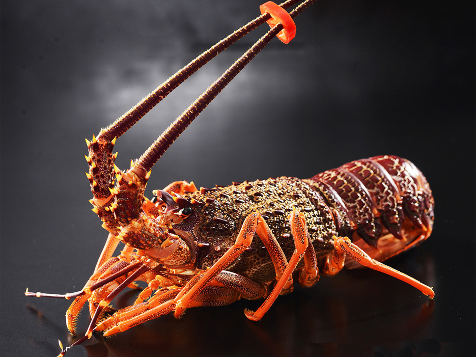 澳洲大龙虾 500g